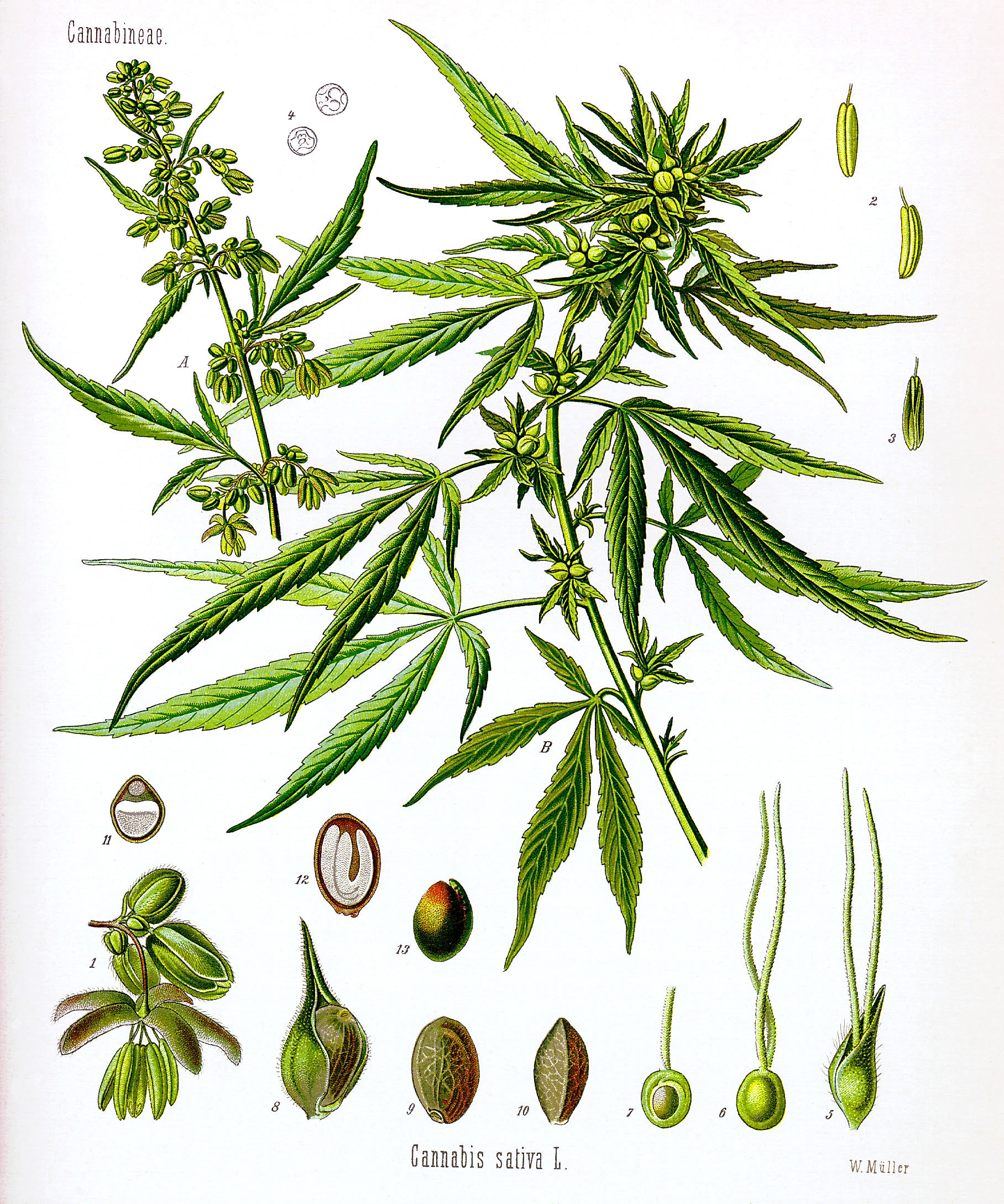 How the Medicinal Cannabis Scheme verifies products: Cannabis sativa Koehler drawing